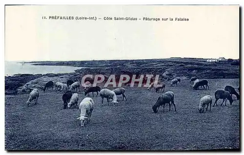 Prefailles Cartes postales Cote Saint Gildas Paturage sur la falaise Moutons Sheep Mouton