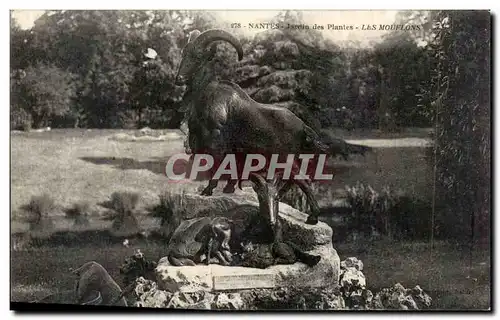 Nantes Cartes postales Jardin des plantes Les mouflons