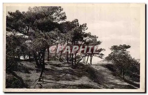 Cartes postales St Brevin l&#39ocean Sapins en bordure de mer