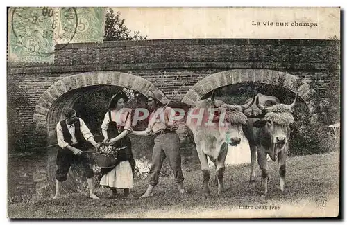 Cartes postales La vie aux champs Entre deux feux Boeufs Attelage