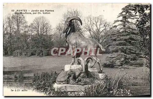 Nantes Ansichtskarte AK Jardin des plantes Les mouflons par Ch Vallon