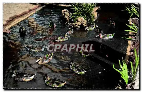 Cartes postales moderne Luc sur Mer Jardin public Les canards