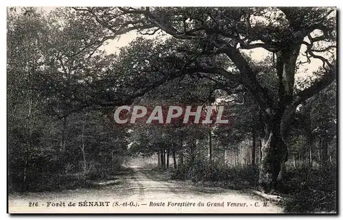 Foret de Senart - Route Forestiere Arbre Tree - Cartes postales