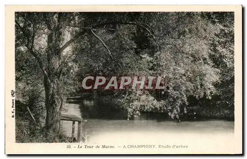 Cartes postales Champigny sur Marne Le tour de Marne Etude d&#39arbre Tree