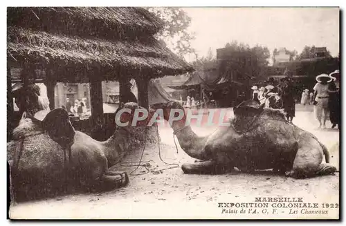 Marseille - Exposition Coloniale 1922 - chameau - camel - Cartes postales