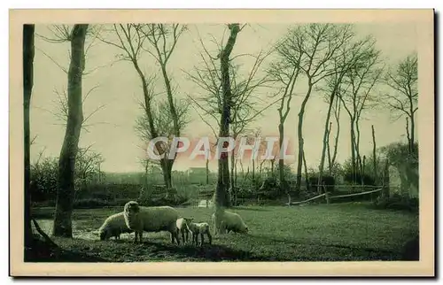 Cartes postales Vendee Maraichine Moutons au pelerinage