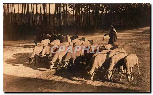 Cartes postales Les Landes Troupeau de moutons sur la grande route Bordeaux Bayonne