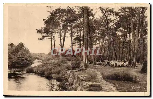 Cartes postales Les landes en foret Moutons
