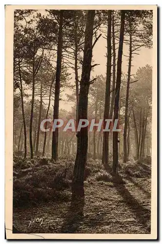 Ansichtskarte AK Les landes de Gascogne Matin d&#39automne