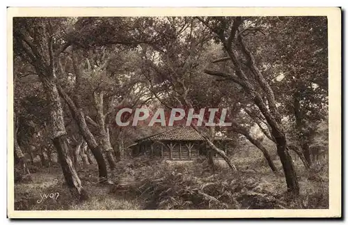 Cartes postales Les landes de Gascogne Les chenes lieges