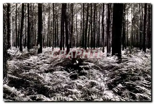 Moderne Karte La Lande Dans la foret les fougeres geantes