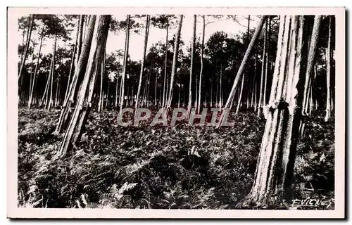 Cartes postales moderne Au pays landais Les pins gemmes au soleil couchant