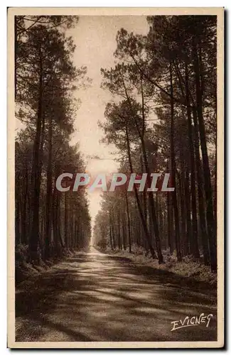 Cartes postales Paysage landais Une route dans la foret de pins