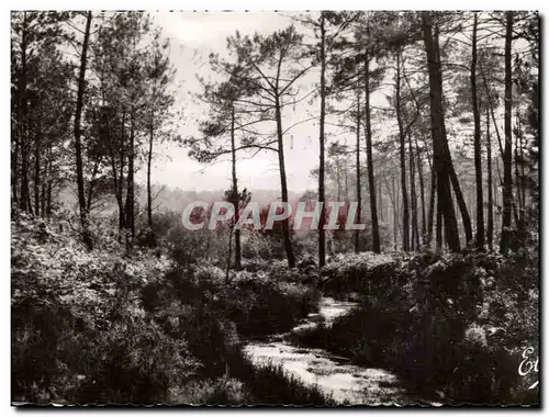 Cartes postales moderne La Landes Le ruisseau dans la foret