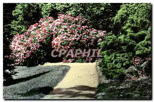 Cartes postales moderne Chateauneuf sur Loire Rhododendrons