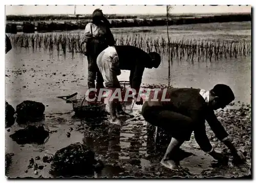 Cartes postales moderne Andernos les Bains Peche aux huitres