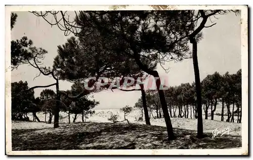 Cartes postales Lacanau Ocean Les pins tordus