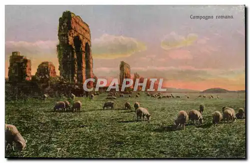 Italia - Italie - Italy - Compagna Romana - mouton - sheep - Ansichtskarte AK