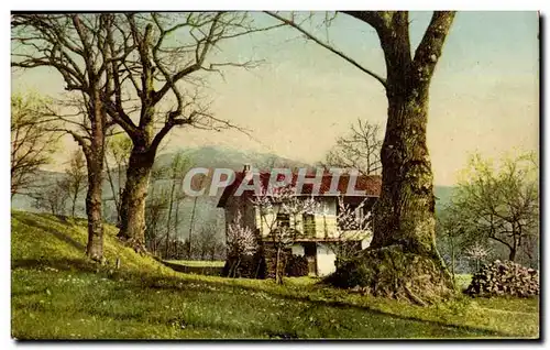 Italia - Italie - Italy - Hanno Il Alberi - Cartes postales