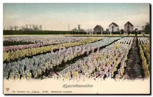 Cartes postales Pays Bas Hyacinthenvelden