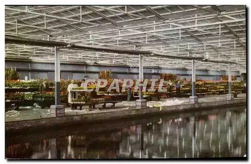 Cartes postales Pays Bas Centrale Aalmeerche Veiling Aalsmeer