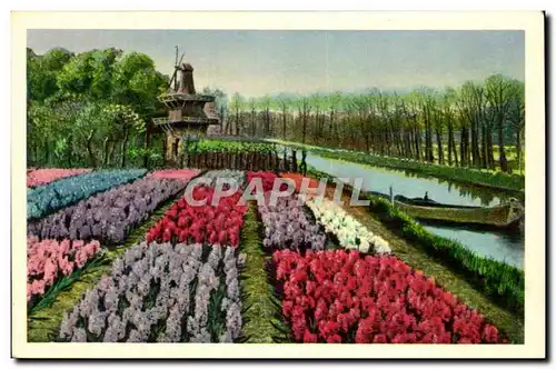 Cartes postales Pays Bas Tulipes Fleurs dans les champs Folklore