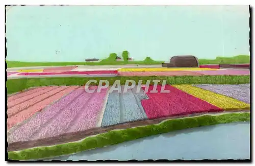 Cartes postales Pays Bas Les champs des fleurs hollandais