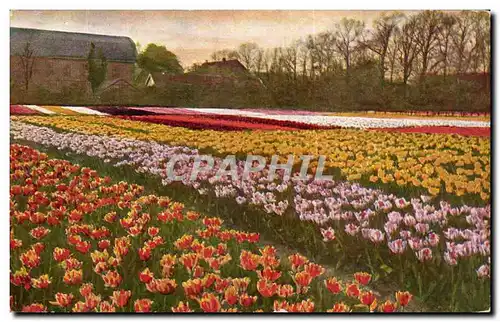 Ansichtskarte AK Pays Bas Haarlem Tulpenvelden