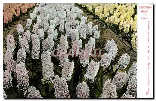 Cartes postales Pays Bas Hyacinthen velden Lisse