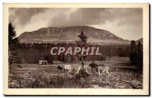 Cartes postales Environs de Die Le grand Veymont Ane Donkey Mule