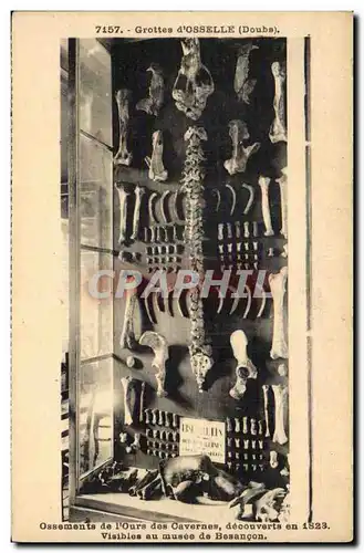 Cartes postales Grottes d'Osselle Ossements de l'ours des cavernes decouverts en 1823 Visibles au musee de