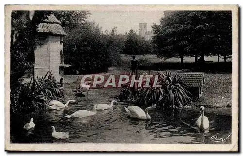 Cartes postales Valence Au Parc Jouvet Les cygnes