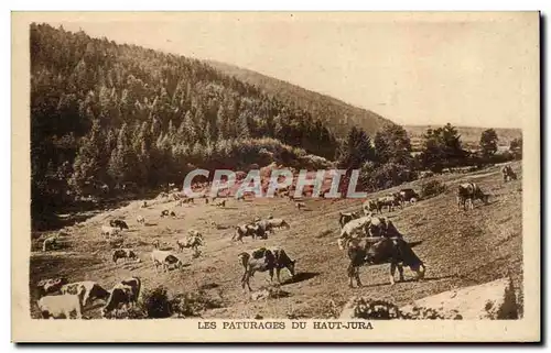 Les Paturages du Haut Jura - vache - cows - Ansichtskarte AK