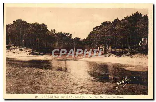 Capbreton sur Mer - Les Pins Maritimes du Bouret - Ansichtskarte AK