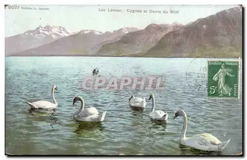 Lac Leman - Cygnes et Dents du Midi - Ansichtskarte AK Cygne Swan