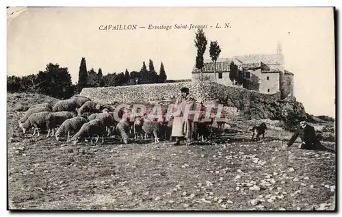 Cartes postales Cavaillon Ermitage Saint Jacques Moutons