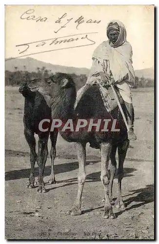 Cartes postales Chamelier Chameau Camel