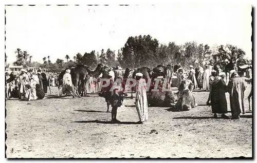 Ansichtskarte AK Marche aux chameaux Oran Chameau Camel