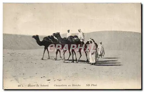 Cartes postales Desert du sahara Chameliers en marche