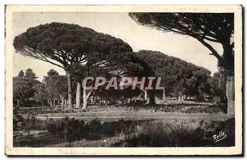 Cartes postales Pins parasols de l Esterel