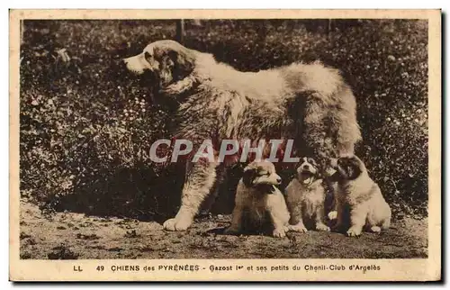 Dog - Chiens des Pyrenees - Gazost et ses Petits du Chenil Club d Argeles - Ansichtskarte AK