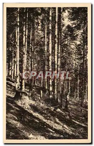 Luchon Super Bagneres - Magnifique foret de sapins - La Douce France - Ansichtskarte AK