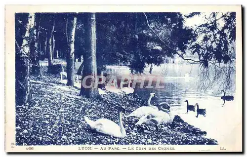 Cartes postales Lyon au parc Le coin des cygnes