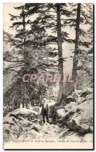 Cartes postales Cauterets Dans les sapins Chemin du pont d Espagne