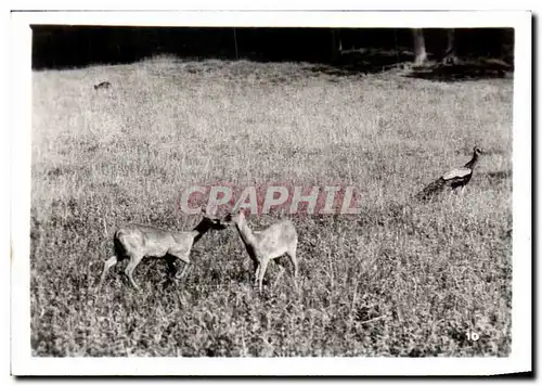 Cartes postales moderne Par zoologique Cleres zoo