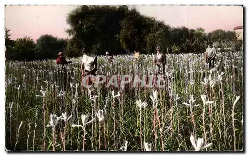 Cueillette des Tubereuses 1957 - Cartes postales