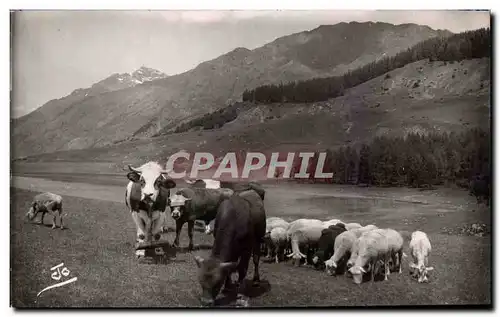 Troupeau a L Alpage - Vaches - Cows - Ansichtskarte AK