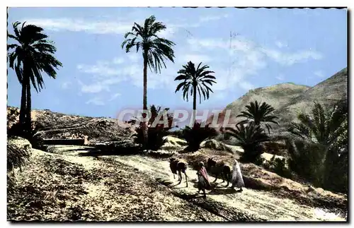 Afrique - Arfrica - Types Sud de la Piste - Chameau - Camel - Cartes postales