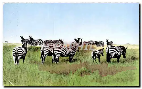 Afrique - Africa - Faune Africaine - Troupeau de Zebre - Zebra - Cartes postales