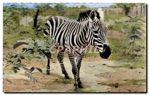 Afrique - Africa - Faune Africaine - Zebre - Zebra - Ansichtskarte AK